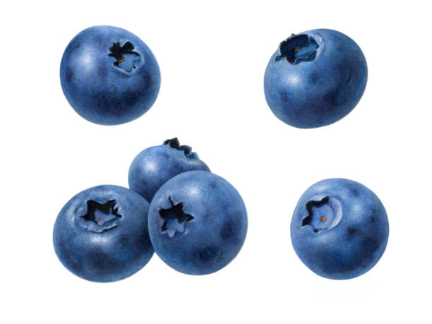 Blueberries Separate An illustration of six blueberries. bilberry fruit stock illustrations