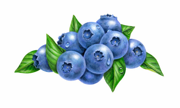Blueberry Group An illustration of a group of blueberries, surrounded by leaves. blueberry illustrations stock illustrations