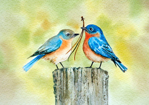 Bluebird Couple During Nesting Season vector art illustration