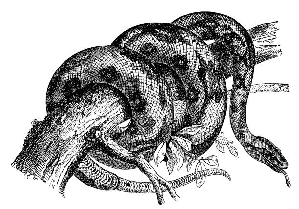 Boa Constrictor  Illustrations Royalty Free Vector  Boa Constrictor  Illustrations Royalty Free Vector