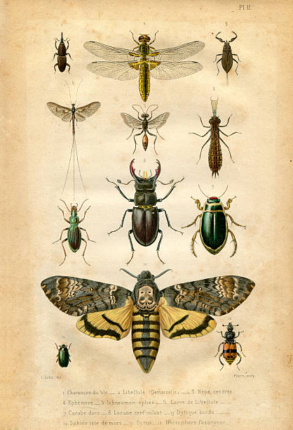 Book plate : Insect and butterfly Book named "Plantes et bêtes" printed by "hennuyer imprimerie" Paris France in 1880. 19th century illustrations stock illustrations