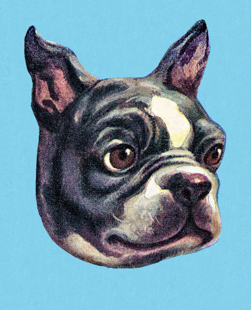 illustrations, cliparts, dessins animés et icônes de terrier de boston - portrait, fond studio,