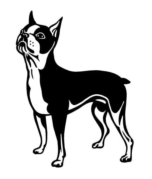 Royalty Free Boston Terrier Clip Art, Vector Images & Illustrations