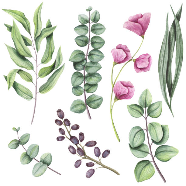Botanical Set of Watercolor Herbs and Flowers Botanical Set of Watercolor Herbs and Light Pink Flowers grass clipart stock illustrations