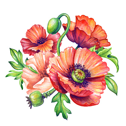 Botanical Watercolor Illustration Red Poppies Bouquet Poppy Flowers ...