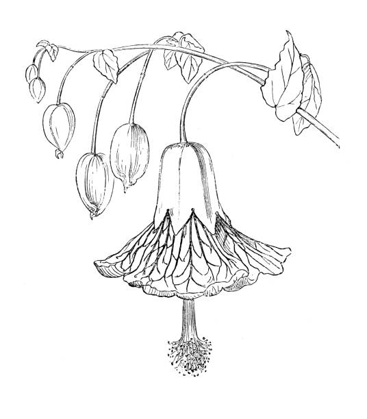 ilustrações, clipart, desenhos animados e ícones de plantas de botânica antiga ilustração de gravura: abutilon insigne - insigne