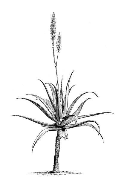 ботаника растений антикварная гравировка иллюстрация: алоэ вера - aloe vera stock illustrations