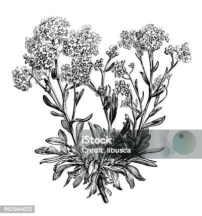 istock Botany plants antique engraving illustration: alyssum saxatile 962564022