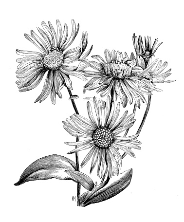 Botany plants antique engraving illustration: Aster amellus (European Michaelmas-daisy)