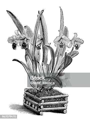 istock Botany plants antique engraving illustration: Cattleya trianae (Flor de Mayo, May flower) 967079470