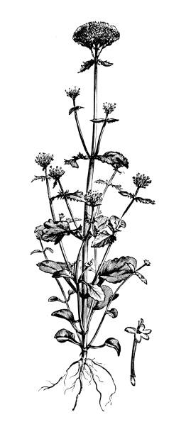 illustrations, cliparts, dessins animés et icônes de plantes de botanique antique illustration de gravure : centranthus macrosiphon, long-sous l’impulsion de valériane - valeriane