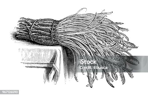 istock Botany plants antique engraving illustration: Chicory Barbe de Capucin 967126590