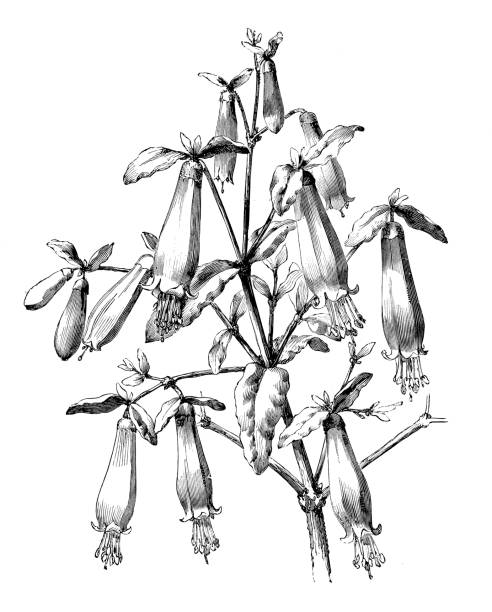illustrazioni stock, clip art, cartoni animati e icone di tendenza di botanica piante antica illustrazione incisione: correa reflexa var. - correa