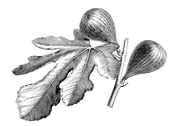 ilustrações de stock, clip art, desenhos animados e ícones de botany plants antique engraving illustration: fig tree - figo