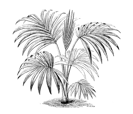 Botany plants antique engraving illustration: Hedyscepe Canterburyana, big mountain palm, umbrella palm