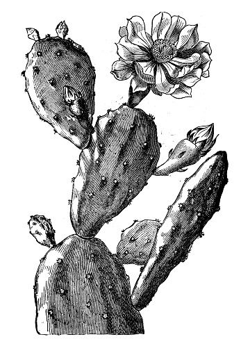 Botany plants antique engraving illustration: Opuntia ficus-indica (Indian fig opuntia, Barbary fig, cactus pear, spineless cactus, prickly pear)