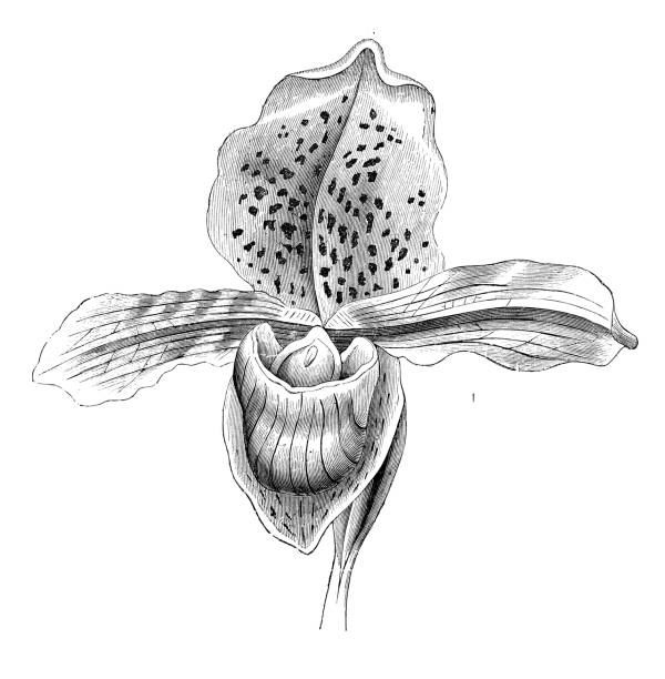 ilustrações, clipart, desenhos animados e ícones de plantas de botânica antiga ilustração de gravura: paphiopedilum insigne - insigne