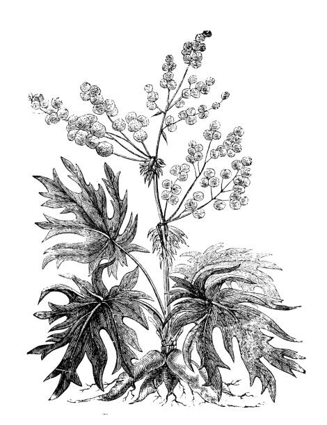 bildbanksillustrationer, clip art samt tecknat material och ikoner med botanik växter antik gravyr illustration: rheum palmatum (kinesiska rabarber) - rabarber on white