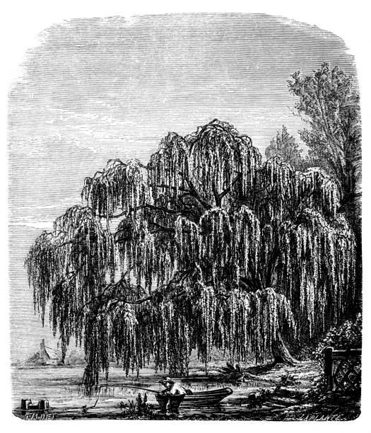 Antique Black Pussy Willow Engraving Vintage Print 19th Century Trees of North America Botanical French Engraving