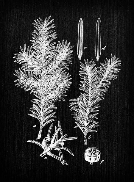 Botany plants antique engraving illustration: Taxus baccata (yew) Botany plants antique engraving illustration: Taxus baccata (yew) yew lake stock illustrations