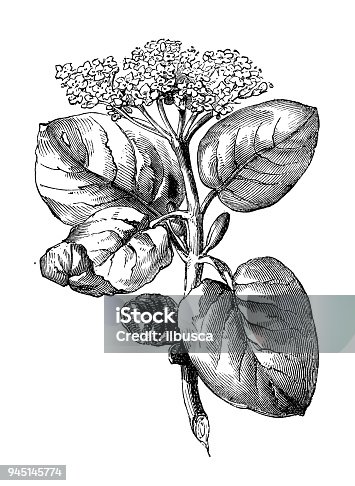 istock Botany plants antique engraving illustration: Viburnum lantana (wayfarer, wayfaring tree) 945145774