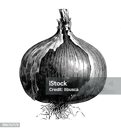 istock Botany vegetables plants antique engraving illustration: Rocca Red Onion 886762178