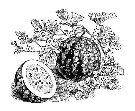 Botany vegetables plants antique engraving illustration: Watermelon