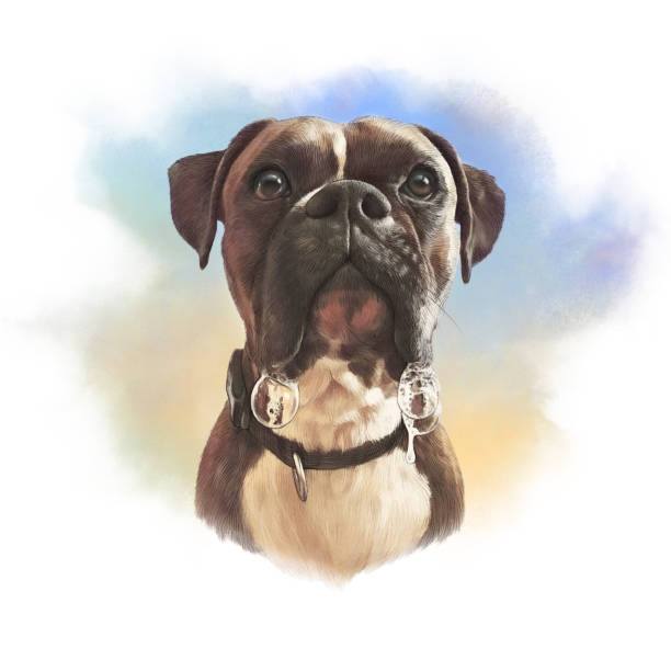 Boxer dog Portrait of French Bulldog with drool. Realistic drawing of Boxer dog on watercolor background. Hand Painted Illustration of Pets. Watercolor Animal collection: Dogs. Good for print T-shirt, pillow boxer puppy stock illustrations