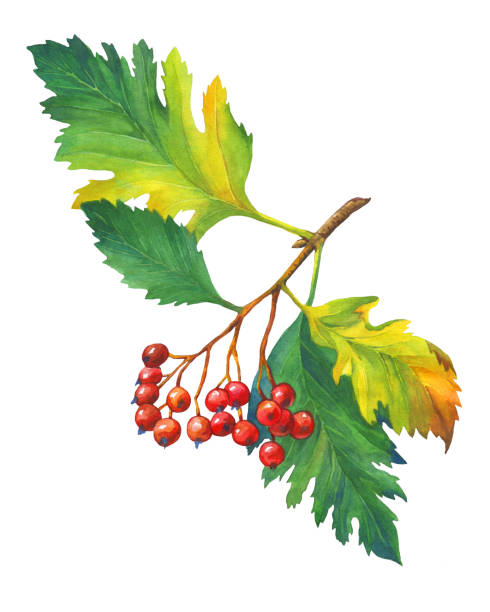 Branch Hawthorn with autumn leaves and red berries. Watercolor painting, isolated on white background. Branch Hawthorn with autumn leaves and red berries. Watercolor painting, isolated on white background. may flowers stock illustrations