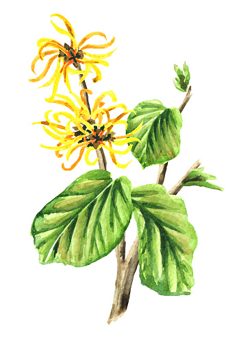 葉と花の薬用植物ハマメリスとマンサクの枝水彩の手描きイラスト白い背景で隔離 イラストレーションのベクターアート素材や画像を多数ご用意 Istock
