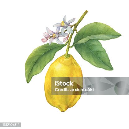 istock A branch of yellow lemon fruit with green leaves and flowers. Hand drawn watercolor painting illustration isolated on white background. 1312104814