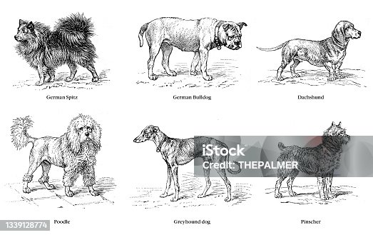 istock Breed of dogs illustration 1899 1339128774