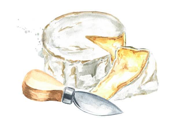 Brie type of cheese. Ripe Camembert, white mould Italian, French cheese and knife. Hand drawn watercolor illustration, isolated on white background Brie type of cheese. Ripe Camembert, white mould Italian, French cheese and knife. Hand drawn watercolor illustration, isolated on white background brie stock illustrations