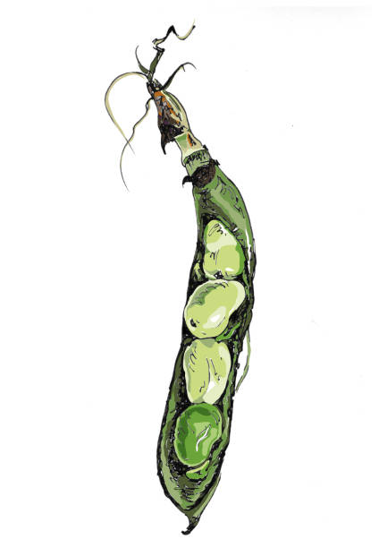 Broad bean Hand drawn and vector illustration broad bean stock illustrations