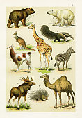 istock Brown bear, Polar bear, Llama, Giraffe, Deer, Zebra, Dromedary illustration 1899 1337362064