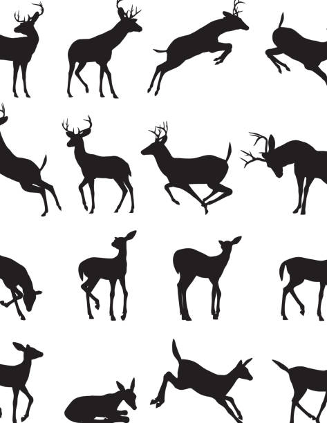 Buck silhouette  deer stock illustrations