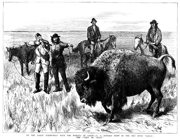 Buffalo Hunt - Victorian illustration A British Victorian illustration from "The Graphic" newspaper, 1881. It portrays the Marquis of Lorne at a buffalo hunt during his term as Governor-General of Canada. The Marquis (J. D. S. Campbell) visited the Canadian West in 1881, where he and his party visited towns throughout Manitoba and the North West Territories, travelling much of the way in wagons over rough, unsurveyed land in an eventful and perilous journey. On 5 September, a herd of buffalo was sighted and three of them were killed by some of the riders of the party. This was one of the last buffalo hunts of the plains. buffalo shooting stock illustrations