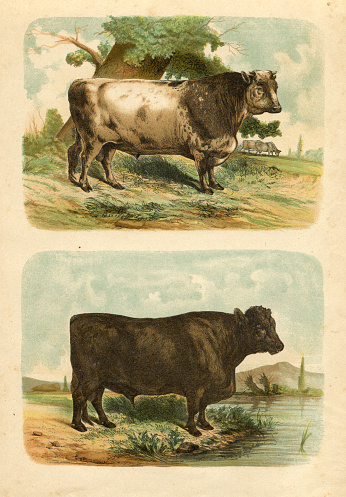 Steel engraving Bull with short horns ( up ) and Suffolk Bull ( down ) 
