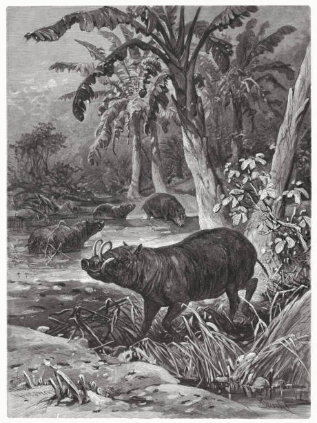 bildbanksillustrationer, clip art samt tecknat material och ikoner med buru babirusa, or pig-deer (babyrousa babyrussa), wood engraving, published 1885 - roe deer