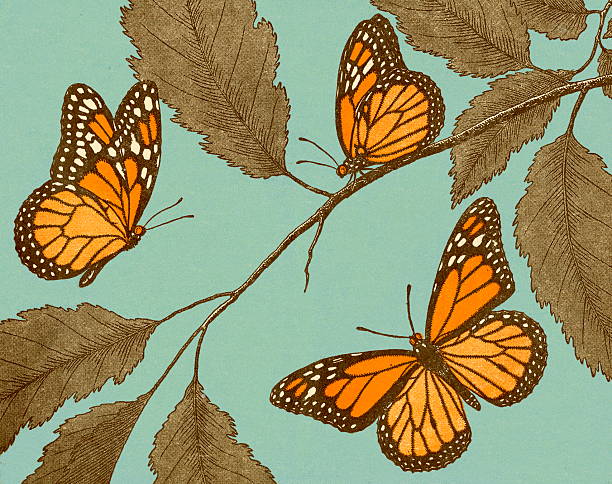 ilustraciones, imágenes clip art, dibujos animados e iconos de stock de mariposas y hojas - mariposa monarca