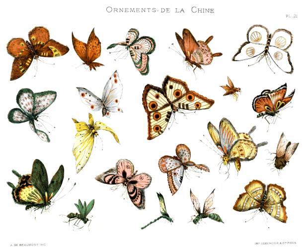 illustrazioni stock, clip art, cartoni animati e icone di tendenza di farfalle per la decorazione, dagli ornamenti cinesi 1883 - eitan