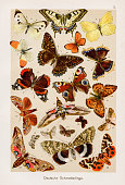 istock Butterfly Chromolithography 1899 1317664478