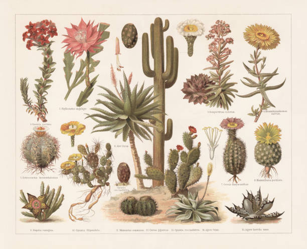 Cacti, chromolithograph, published in 1897 Cacti: 1) Crassula coccinea; 2) Fishbone cactus; (Epiphyllum anguliger, or Phyllocactus anguliger); 3) Houseleek (Sempervivum tectorum); 4) Mesembryanthemum; 5) Devilshead (Echinocactus horizonthalonius); 6) Bitter aloe (Aloe ferox); 7) Texas rainbow cactus (Echinocereus dasyacanthus, or Cereus dasyacanthus); 8) Mammillaria pectinata (Mammillaria solisioides); 9) Star flower (Orbea variegata, or Stapelia variegata); 10) Plains prickly pear (Opuntia macrorhiza, or Opuntia filipendula); 11) Turk's cap cactus (Melocactus, or Melocactus communis); 12) Saguaro (Carnegiea gigantea, or Cereus giganteus); 13) Opuntia cochenillifera (or Opuntia coccinellifera) with fruit (left); 14) Agave mitis (or Agave Celsii); 15) Chalk agave (Agave titanota, or Agave horrida nana). Chromolithograph, published in 1897. cactus drawings stock illustrations