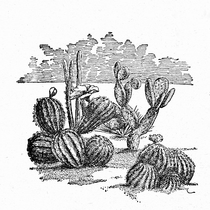 Different cactus. Illustration published 1899. Source: Original edition is from my own archives. Copyright has expired and is in Public Domain.