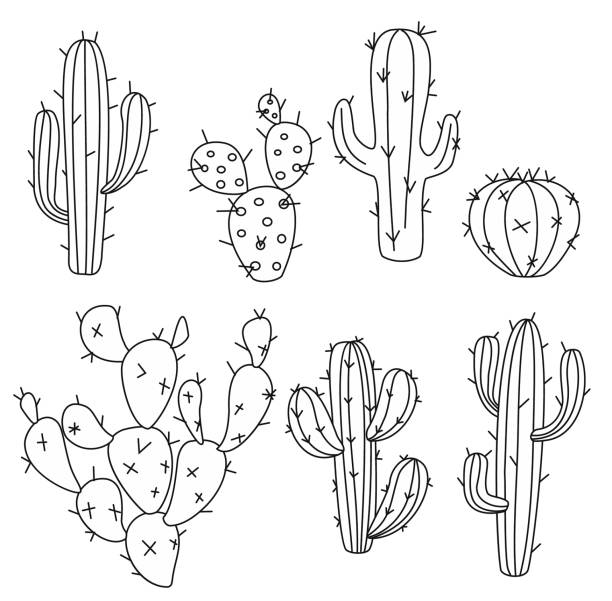 cactus vector illustrations. hand drawn outline cactus set. - cactus on whi...