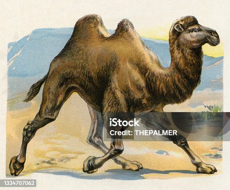 istock Camel illustration 1899 1334707062