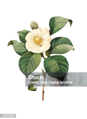istock Camellia japonica | Redoute Flower Illustrations 513353491