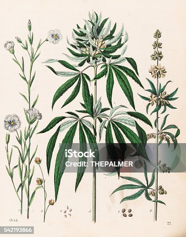 istock Cannabis plant illustration 1853 542193866