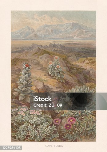 istock Cape Floristic Region, South Africa, chromolithograph, published in 1891 1225984105