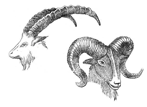 illustrazioni stock, clip art, cartoni animati e icone di tendenza di capricorno e pecore - stambecco delle alpi
